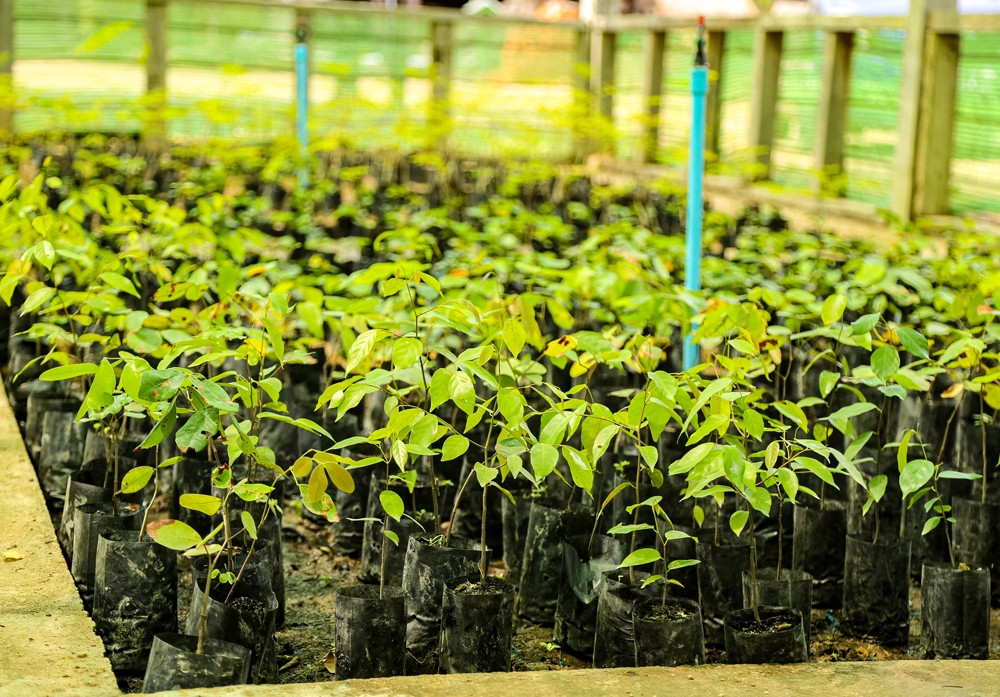 The irrigation system is expected to increase the survival rate for 40,000 seedlings in the national park.